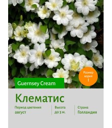 Клематис Guernsey Cream Клематис Guernsey Cream