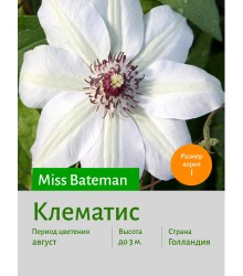 Клематис Miss Bateman Клематис Miss Bateman