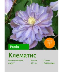 Клематис Paola Клематис Paola