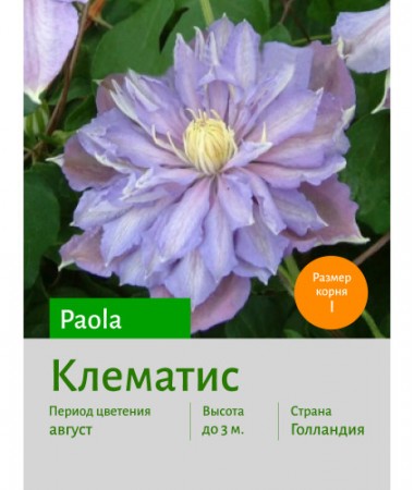 Клематис Paola