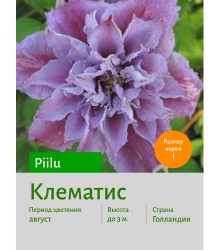 Клематис Piilu Клематис Piilu
