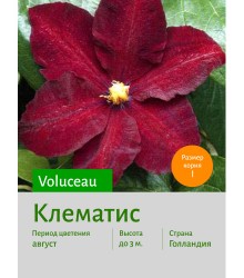 Клематис Voluceau Клематис Voluceau