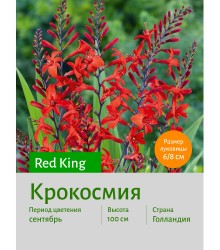 Крокосмия Red King