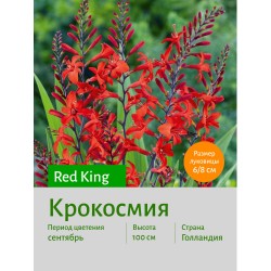 Крокосмия Red King
