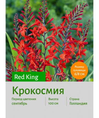 Крокосмия Red King
