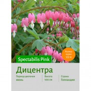 Дицентра spect. Pink