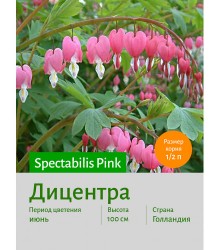 Дицентра spect. Pink Дицентра spect. Pink