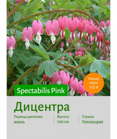Дицентра spect. Pink