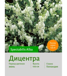 Дицентра spect. Alba Дицентра spect. Alba