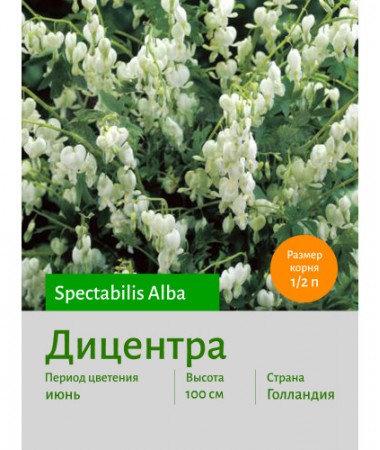Дицентра spect. Alba