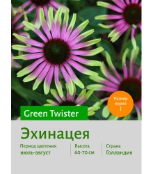 Эхинацея Green Twister