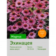Эхинацея Magnus