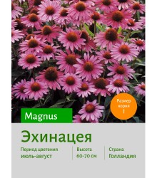 Эхинацея Magnus