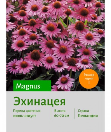 Эхинацея Magnus