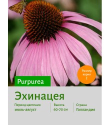 Эхинацея purpurea