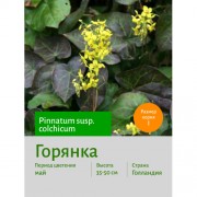 Горянка pinnatum susp. colchicum