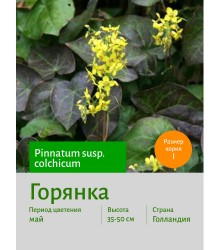 Горянка pinnatum susp. colchicum