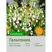 Галтония candicans