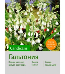 Галтония candicans