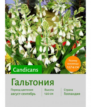Галтония candicans