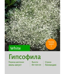 Гипсофила White