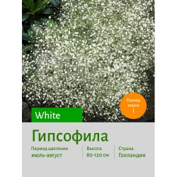 Гипсофила White