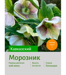 Морозник кавказский