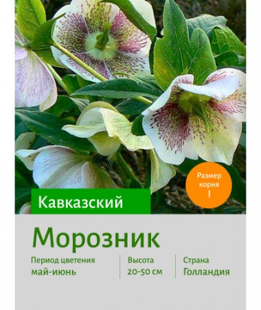 Морозник кавказский