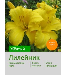 Лилейник ЖЁЛТЫЙ Лилейник ЖЁЛТЫЙ