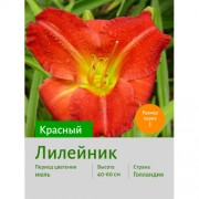 Лилейник КРАСНЫЙ