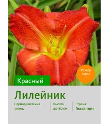 Лилейник КРАСНЫЙ Лилейник КРАСНЫЙ