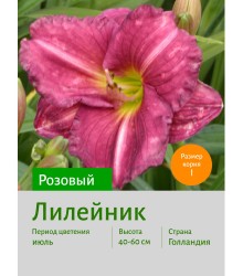 Лилейник РОЗОВЫЙ Лилейник РОЗОВЫЙ