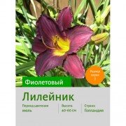 Лилейник Purple Bicolor