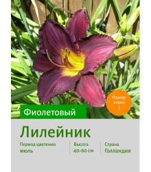 Лилейник Purple Bicolor Лилейник Purple Bicolor