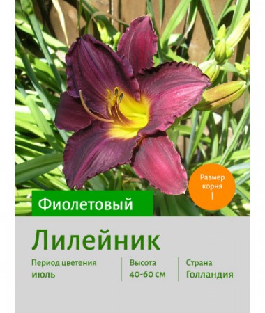 Лилейник Purple Bicolor