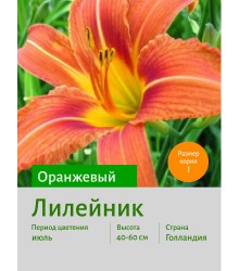 Лилейник ОРАНЖЕВЫЙ Лилейник ОРАНЖЕВЫЙ