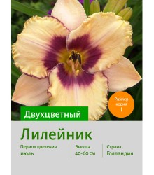 Лилейник ДВУХЦВЕТНЫЙ Лилейник ДВУХЦВЕТНЫЙ