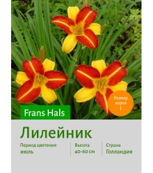 Лилейник Frans Hals Лилейник Frans Hals