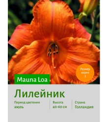 Лилейник Mauna Loa Лилейник Mauna Loa