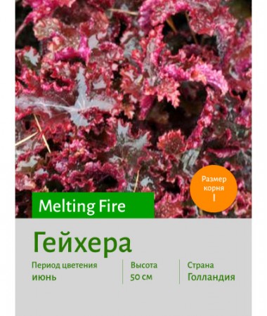 Гейхера Melting Fire