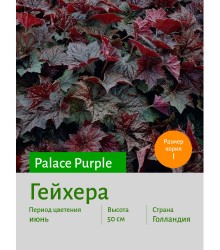 Гейхера Palace Purple