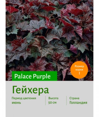 Гейхера Palace Purple