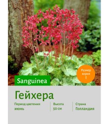 Гейхера sanguinea
