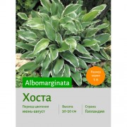Хоста Albomarginata