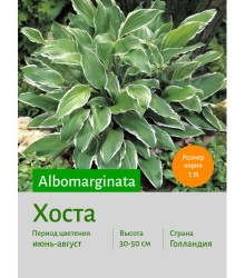 Хоста Albomarginata