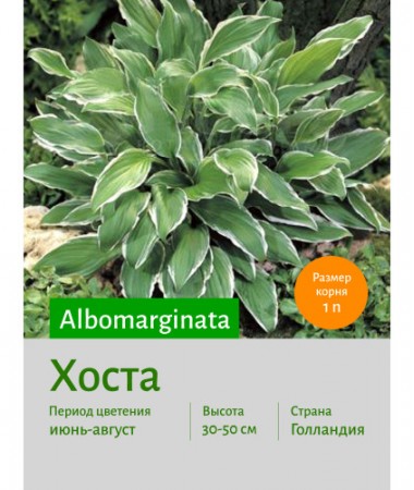 Хоста Albomarginata
