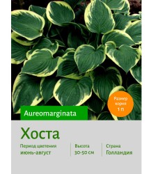 Хоста Aureomarginata