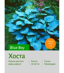 Хоста Blue Boy