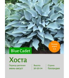 Хоста Blue Cadet