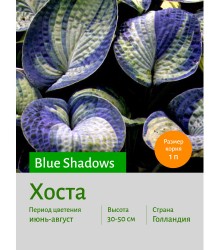 Хоста Blue Shadows